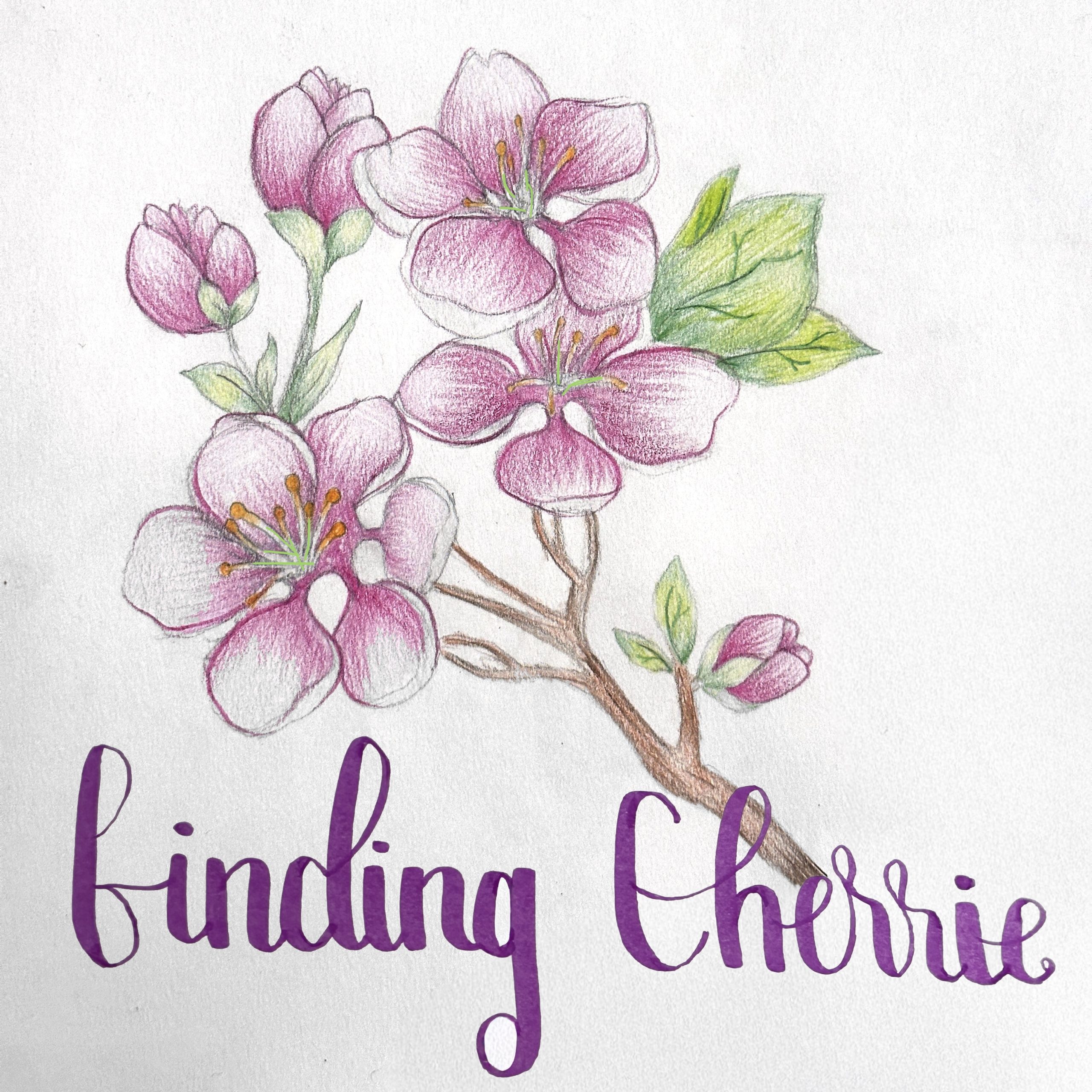 drawing of cherry blossoms with text: Finding Cherrie
